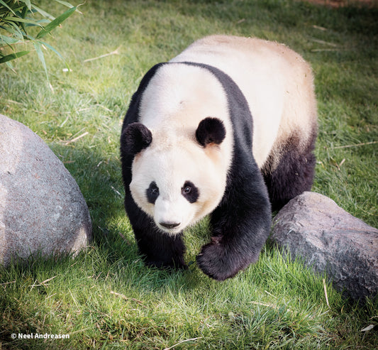 Pandahuset, Københavns Zoo